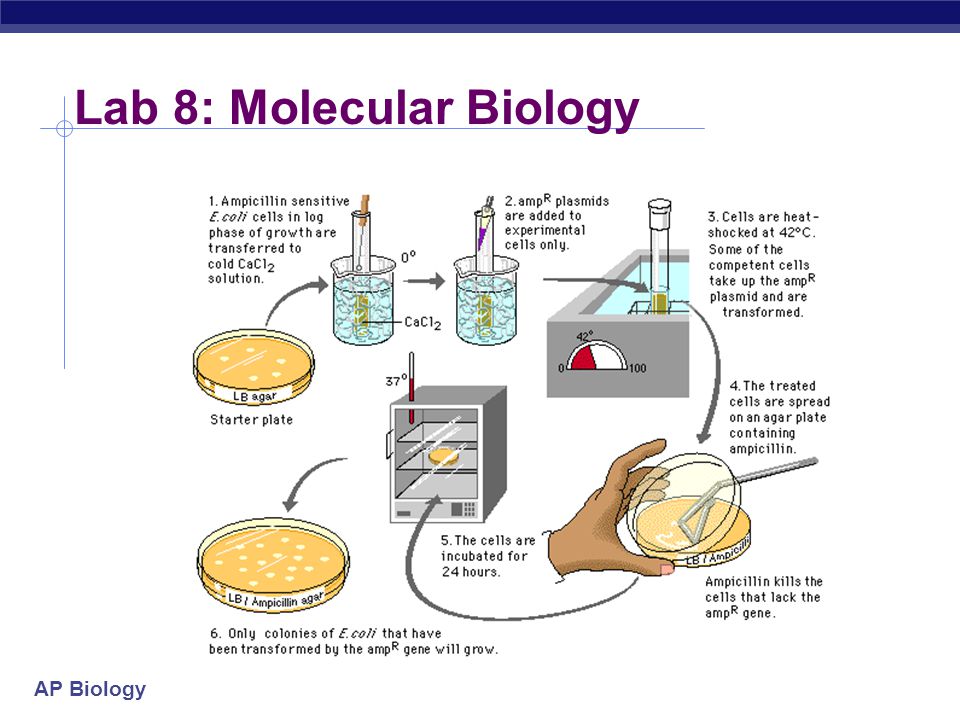 cellular respiration - GCSE Science - Marked by Teachers.com