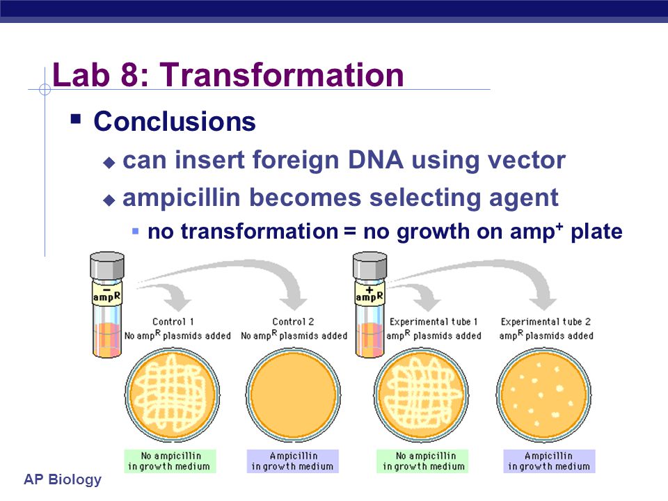 ap biology chemistry essays ap biology chemistry essays