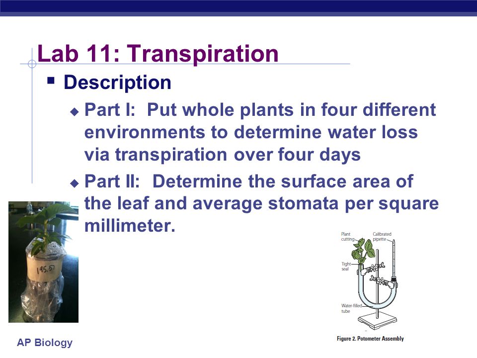 investigation of transpiration essay investigation of transpiration essay