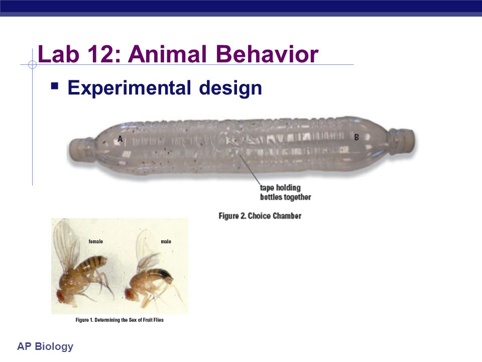 ap biology animal behavior essay question ap biology animal behavior essay question