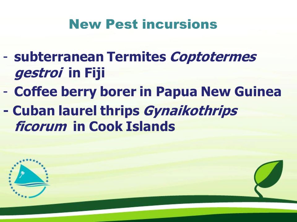 New Pest incursions -subterranean Termites Coptotermes gestroi in Fiji -Coffee berry borer in Papua New Guinea - Cuban laurel thrips Gynaikothrips ficorum in Cook Islands