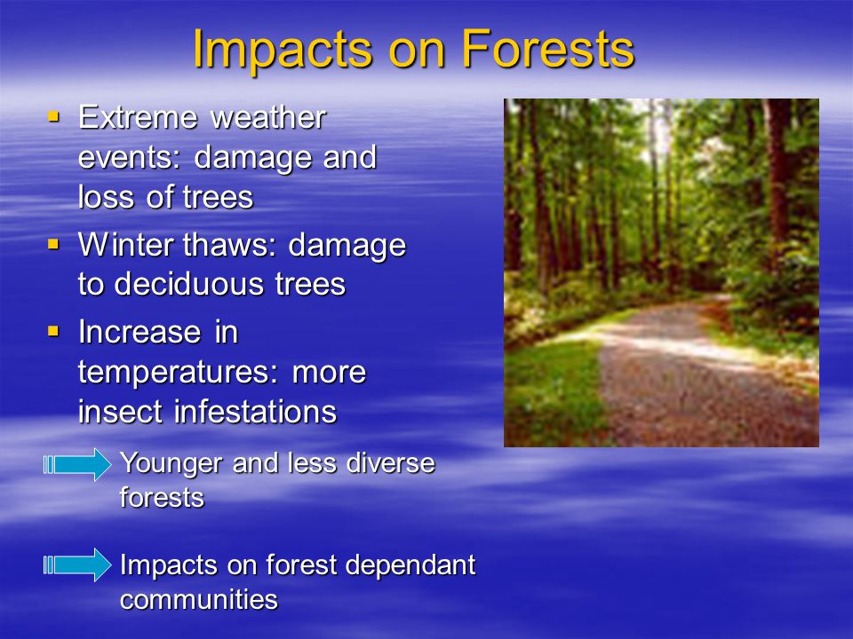 Impacts on Forests  Extreme weather events: damage and loss of trees  Winter thaws: damage to deciduous trees  Increase in temperatures: more insect infestations Younger and less diverse forests Impacts on forest dependant communities