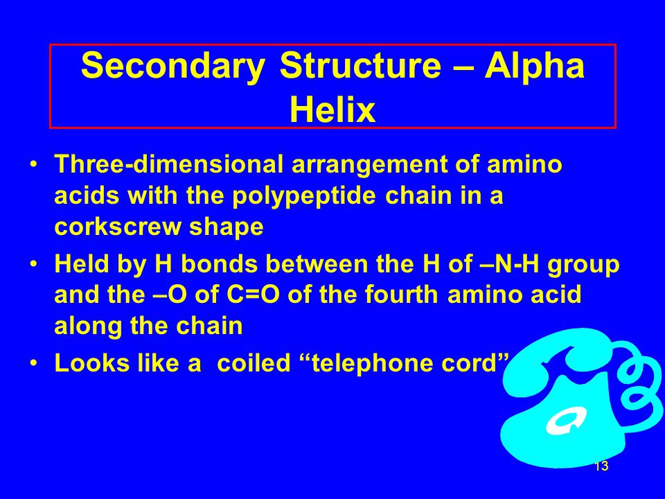 13 Secondary Structure – Alpha Helix Three-dimensional arrangement of amino acids with the polypeptide chain in a corkscrew shape Held by H bonds between the H of –N-H group and the –O of C=O of the fourth amino acid along the chain Looks like a coiled telephone cord