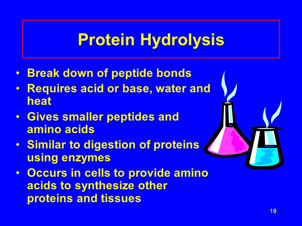 19 Protein Hydrolysis Break down of peptide bonds Requires acid or base, water and heat Gives smaller peptides and amino acids Similar to digestion of proteins using enzymes Occurs in cells to provide amino acids to synthesize other proteins and tissues