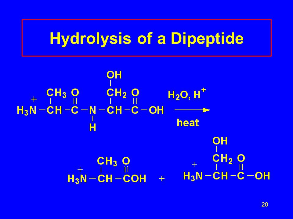 20 Hydrolysis of a Dipeptide