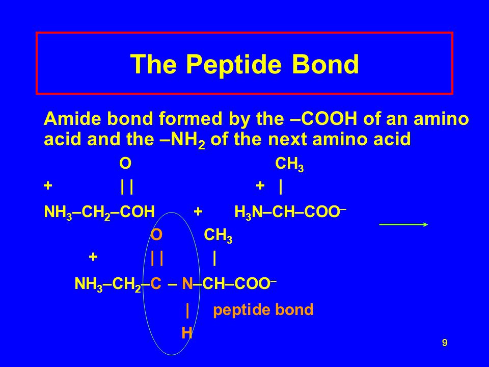 9 The Peptide Bond Amide bond formed by the –COOH of an amino acid and the –NH 2 of the next amino acid O CH 3 + | | + | NH 3 –CH 2 –COH + H 3 N–CH–COO – O CH 3 + | | | NH 3 –CH 2 –C – N–CH–COO – | peptide bond H