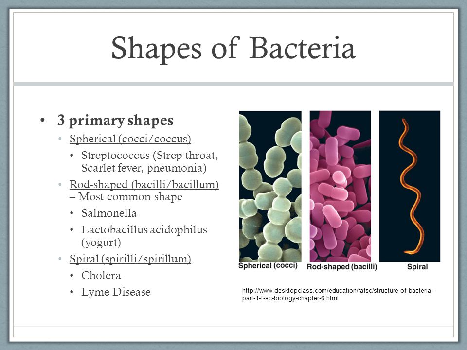 Bacterium strep throat