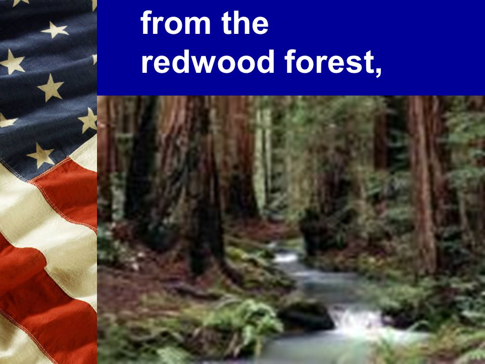 from the redwood forest,