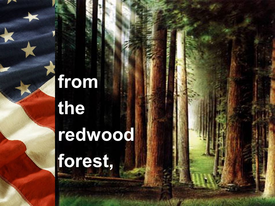 from the redwood forest,
