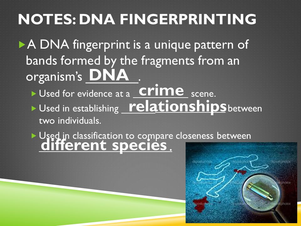  A DNA fingerprint is a unique pattern of bands formed by the fragments from an organism’s _______.