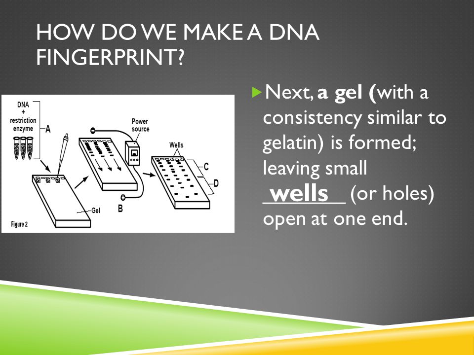 Next, a gel (with a consistency similar to gelatin) is formed; leaving small _______ (or holes) open at one end.