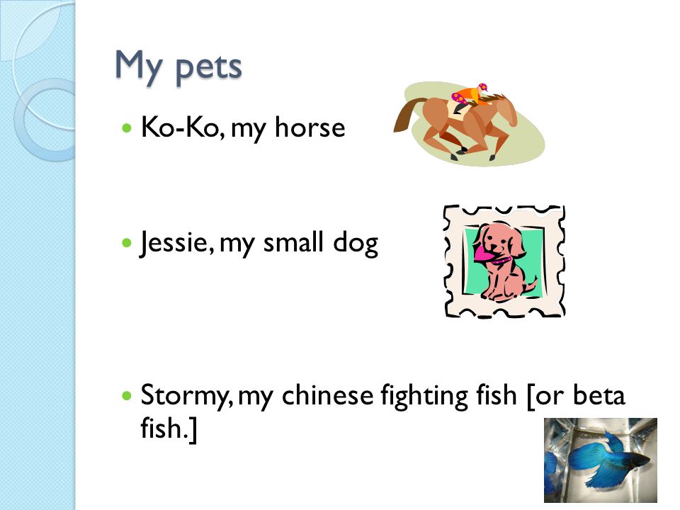 My pets Ko-Ko, my horse Jessie, my small dog Stormy, my chinese fighting fish [or beta fish.]