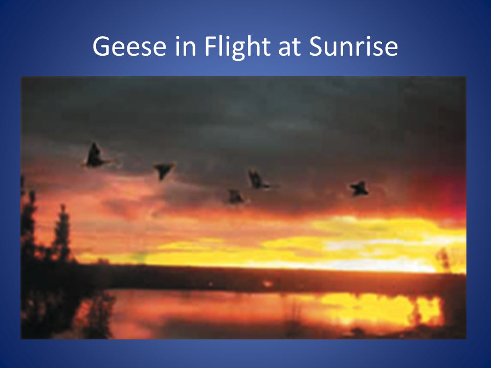 Geese in Flight at Sunrise