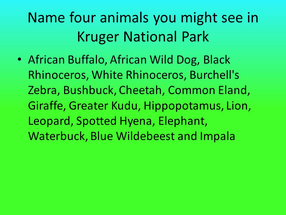 Name four animals you might see in Kruger National Park African Buffalo, African Wild Dog, Black Rhinoceros, White Rhinoceros, Burchell s Zebra, Bushbuck, Cheetah, Common Eland, Giraffe, Greater Kudu, Hippopotamus, Lion, Leopard, Spotted Hyena, Elephant, Waterbuck, Blue Wildebeest and Impala