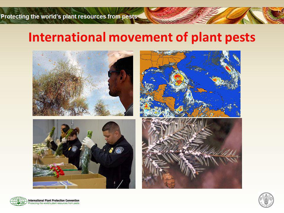 International movement of plant pests