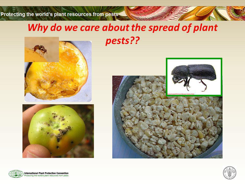Why do we care about the spread of plant pests