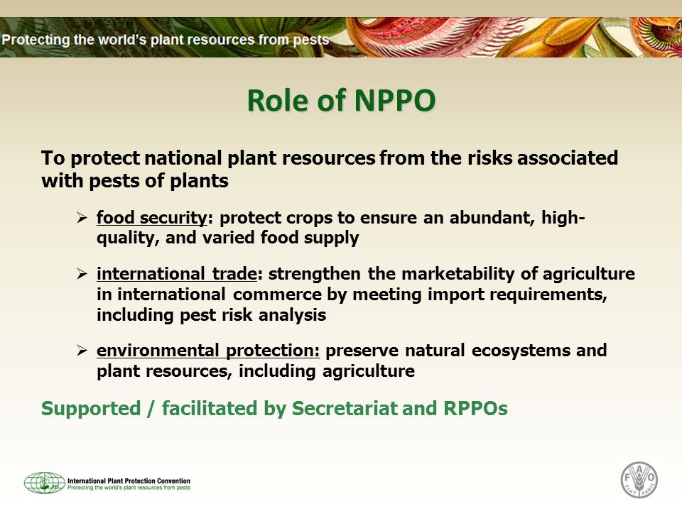 Role of NPPO To protect national plant resources from the risks associated with pests of plants  food security: protect crops to ensure an abundant, high- quality, and varied food supply  international trade: strengthen the marketability of agriculture in international commerce by meeting import requirements, including pest risk analysis  environmental protection: preserve natural ecosystems and plant resources, including agriculture Supported / facilitated by Secretariat and RPPOs