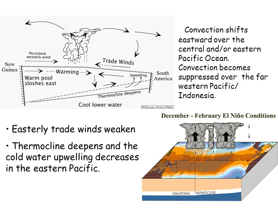 Easterly trade winds weaken Thermocline deepens and the cold water upwelling decreases in the eastern Pacific.