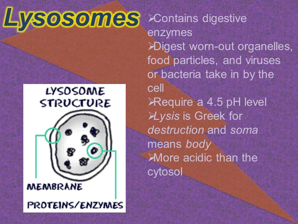 Have digestive enzymes that digest worn out parts of the cell