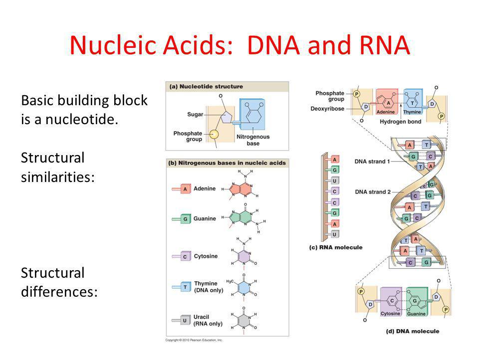 1 nucleic acid structure and function 1 nucleic acid structure and function