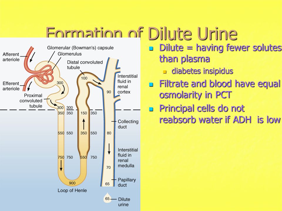 urine formation essay Physiology of the kidneys -bound molecules thatdiagram showing the basic physiologic mechanisms of the kidney and the three steps involved in urine formation. urine formation essay Physiology of the kidneys -bound molecules thatdiagram showing the basic physiologic mechanisms of the kidney and the three steps involved in urine formation.