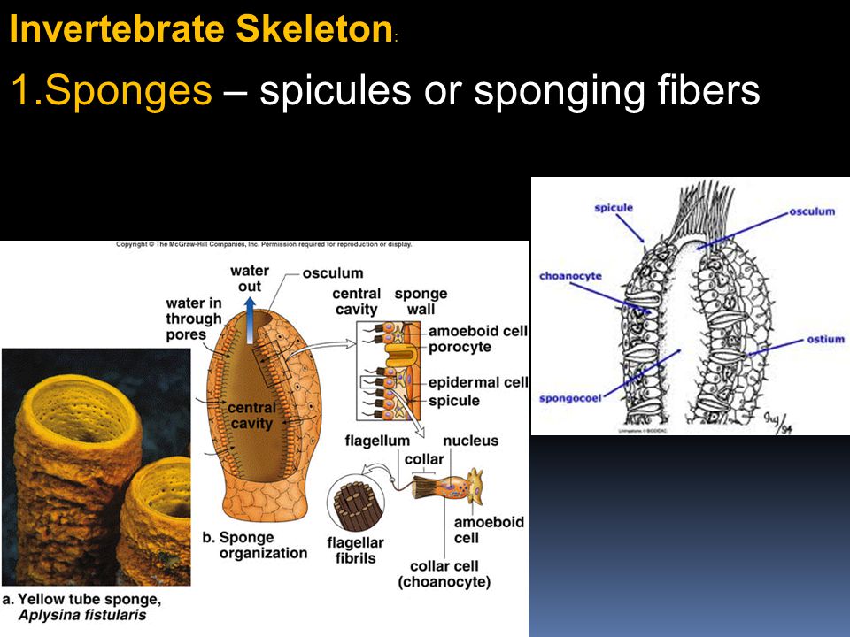 observations of the spicules of a sponge essay Porifera life cycle the life cycle one until scientists took their observations of the sponges one step further and fossil record of siliceous sponge spicules. observations of the spicules of a sponge essay Porifera life cycle the life cycle one until scientists took their observations of the sponges one step further and fossil record of siliceous sponge spicules.