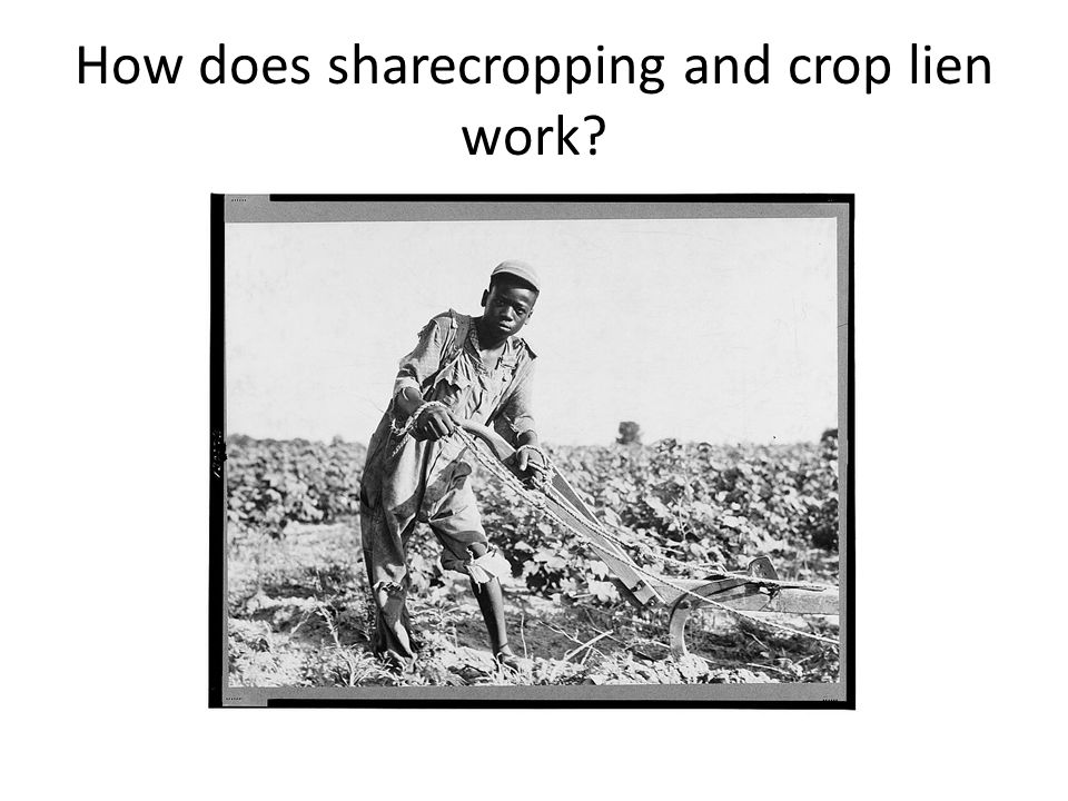 How does sharecropping and crop lien work