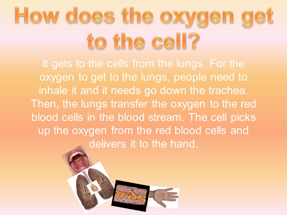 It gets to the cells from the lungs.