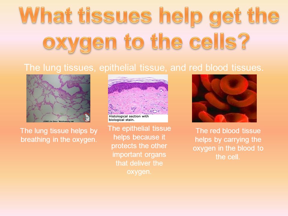 The lung tissues, epithelial tissue, and red blood tissues.