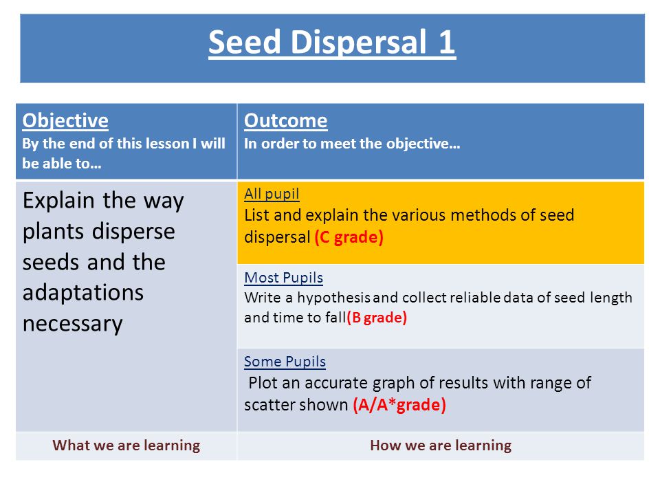 Objective By the end of this lesson I will be able to… Outcome In order to meet the objective… Explain the way plants disperse seeds and the adaptations necessary All pupil List and explain the various methods of seed dispersal (C grade) Most Pupils Write a hypothesis and collect reliable data of seed length and time to fall(B grade) Some Pupils Plot an accurate graph of results with range of scatter shown (A/A*grade) What we are learningHow we are learning Seed Dispersal 1