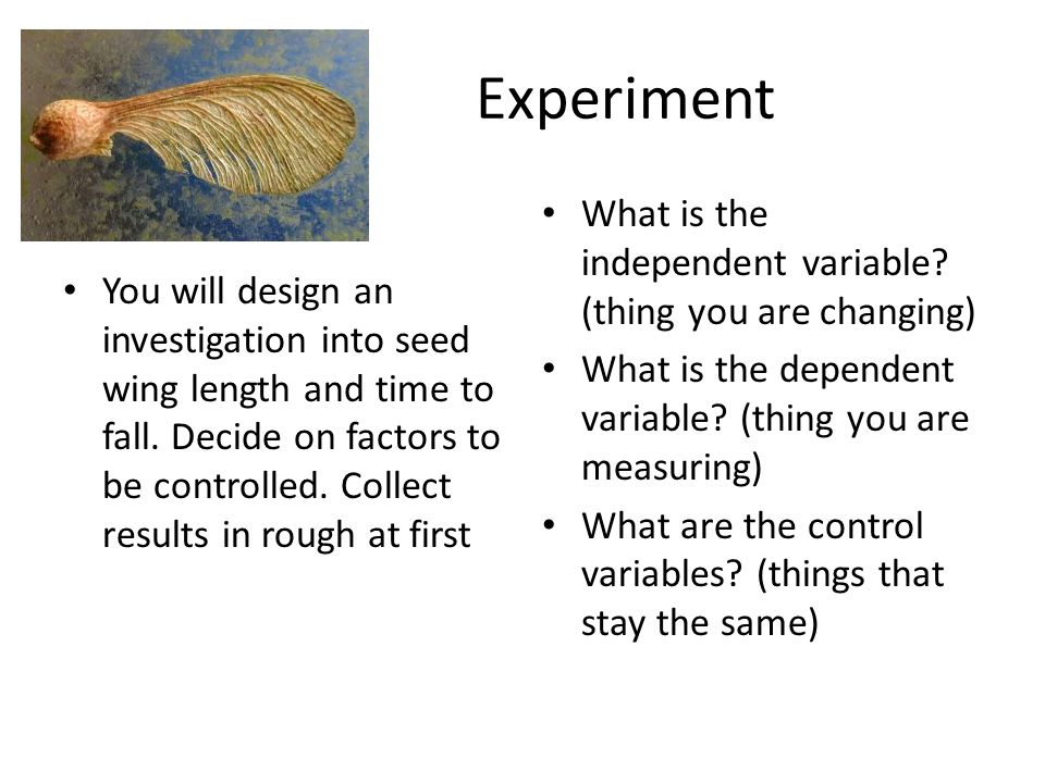 Experiment You will design an investigation into seed wing length and time to fall.