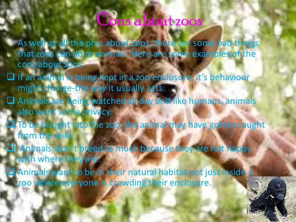 Pros and cons of zoos essay