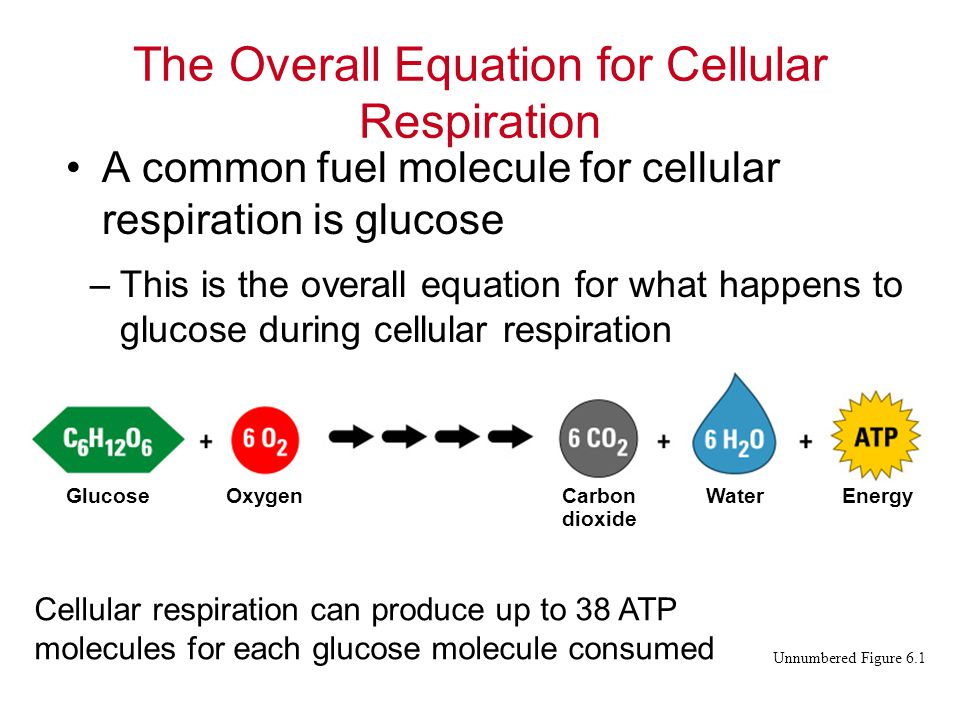 What Is The Overall Equation For Cellular Respiration In Words What Is The Overall Equation For Cellular Respiration Of Glucose
