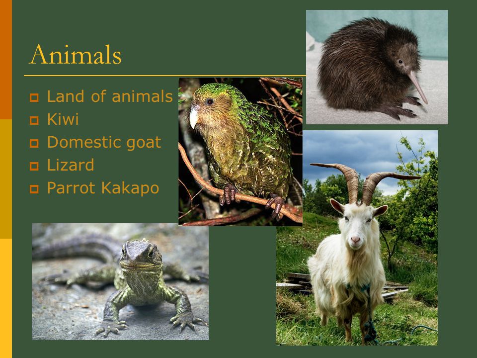 Animals  Land of animals  Kiwi  Domestic goat  Lizard  Parrot Kakapo