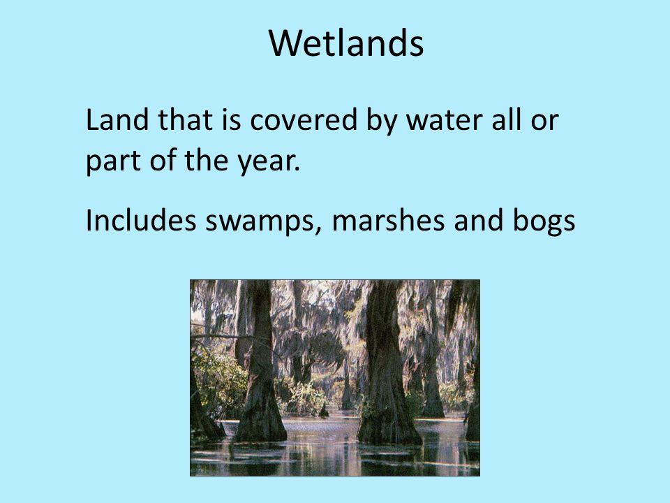adaptive features of plants and animals in marsh habitat adaptive features of plants and animals in marsh habitat