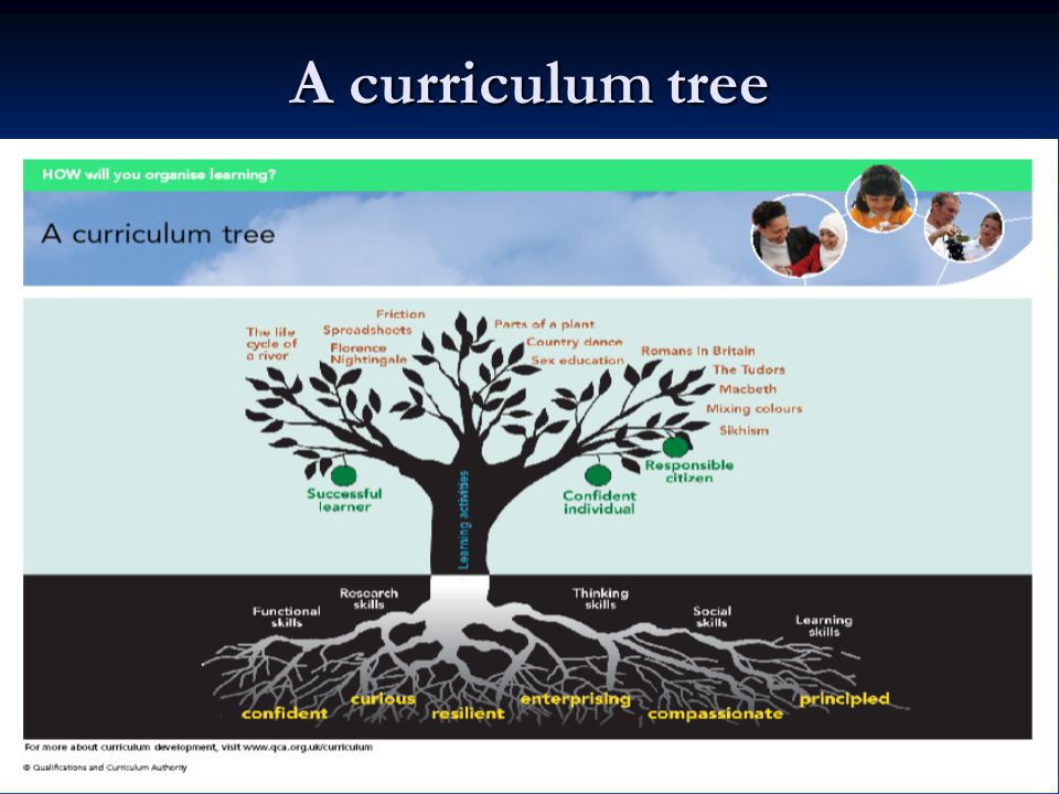 A curriculum tree