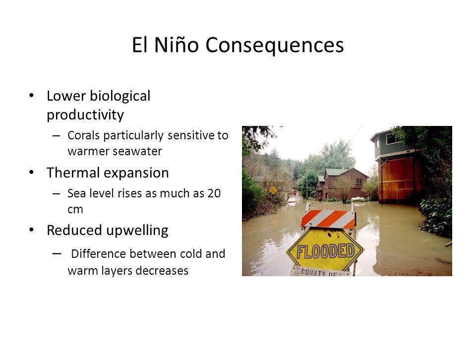 El Niño Consequences Lower biological productivity – Corals particularly sensitive to warmer seawater Thermal expansion – Sea level rises as much as 20 cm Reduced upwelling – Difference between cold and warm layers decreases