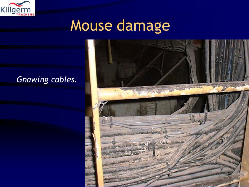 Mouse damage –Gnawing cables.