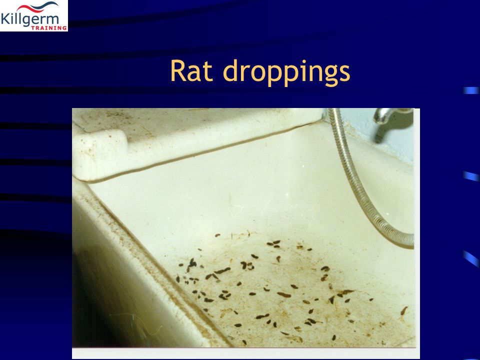 Rat droppings