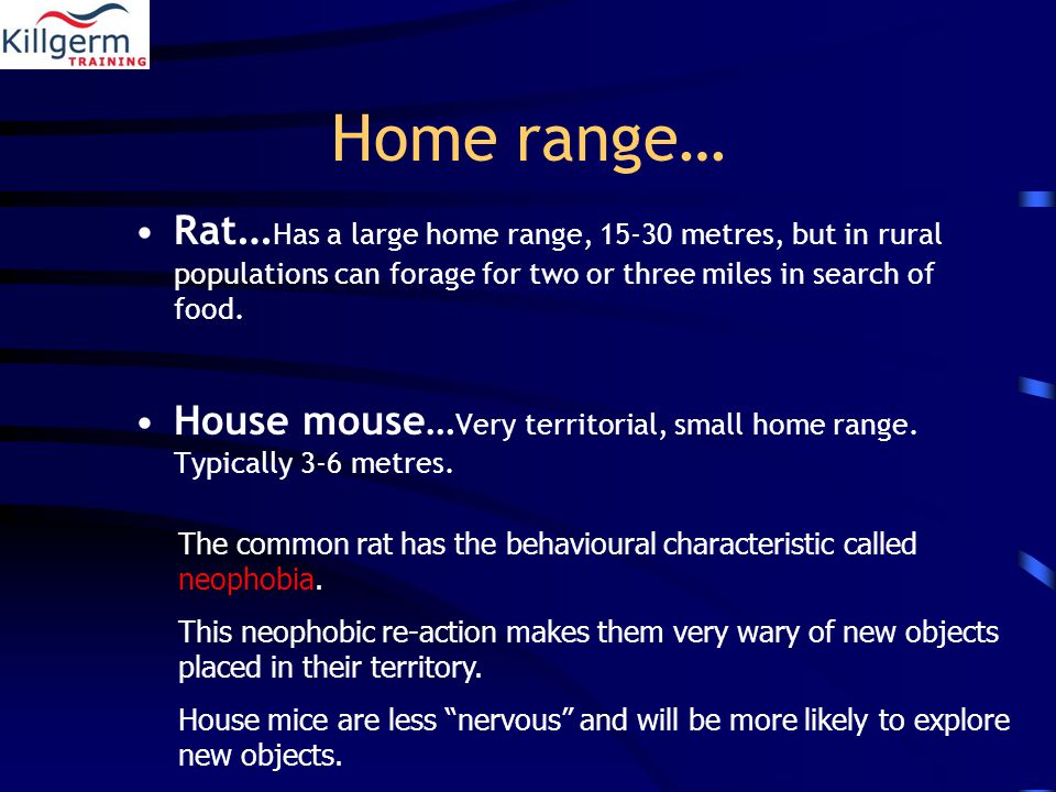 Home range… Rat … Has a large home range, metres, but in rural populations can forage for two or three miles in search of food.