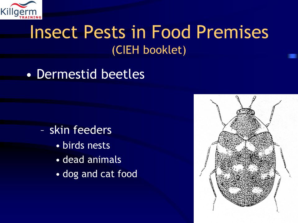 Insect Pests in Food Premises (CIEH booklet) Dermestid beetles –skin feeders birds nests dead animals dog and cat food