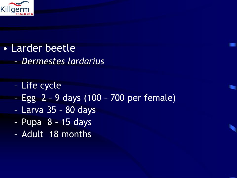 Larder beetle –Dermestes lardarius –Life cycle –Egg 2 – 9 days (100 – 700 per female) –Larva 35 – 80 days –Pupa 8 – 15 days –Adult 18 months