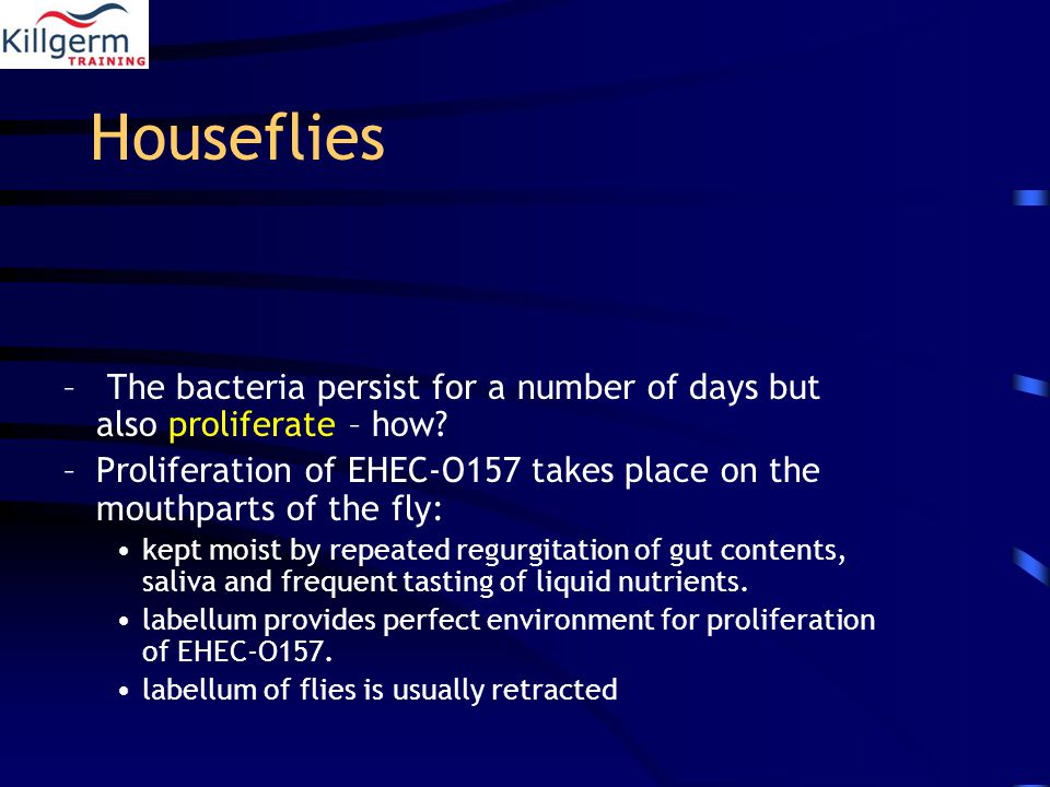 Houseflies – The bacteria persist for a number of days but also proliferate – how.