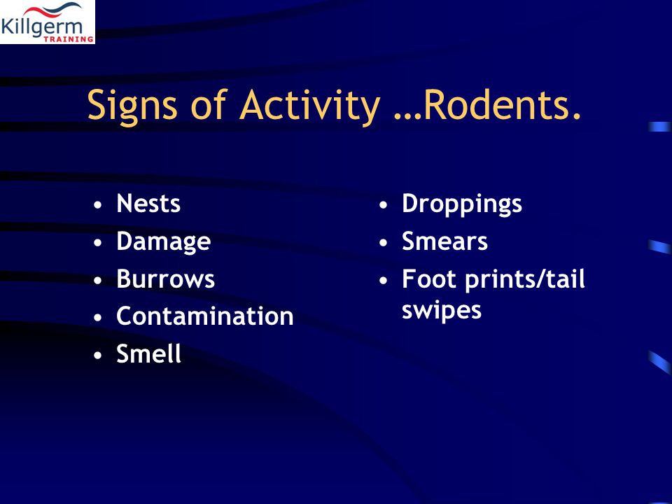 Signs of Activity …Rodents.