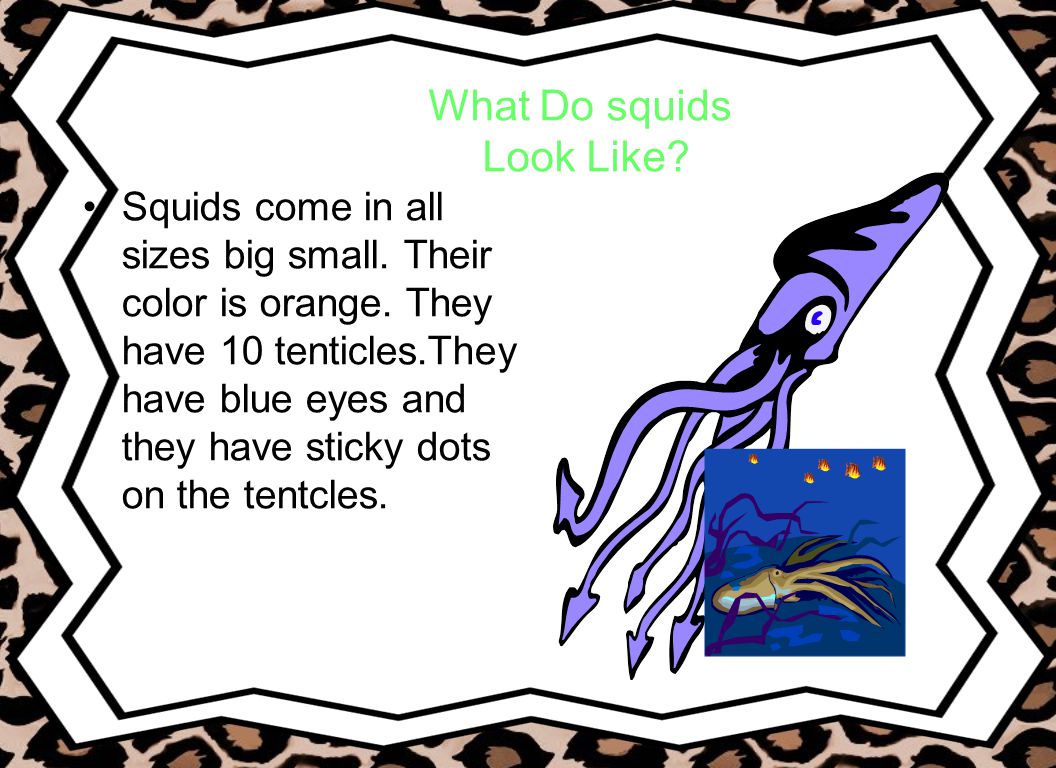 What Do squids Look Like. Squids come in all sizes big small.