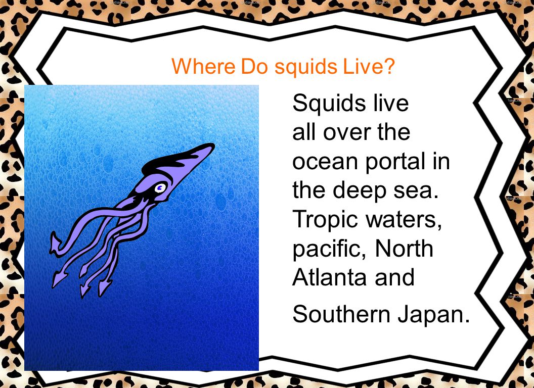Where Do squids Live. Squids live all over the ocean portal in the deep sea.