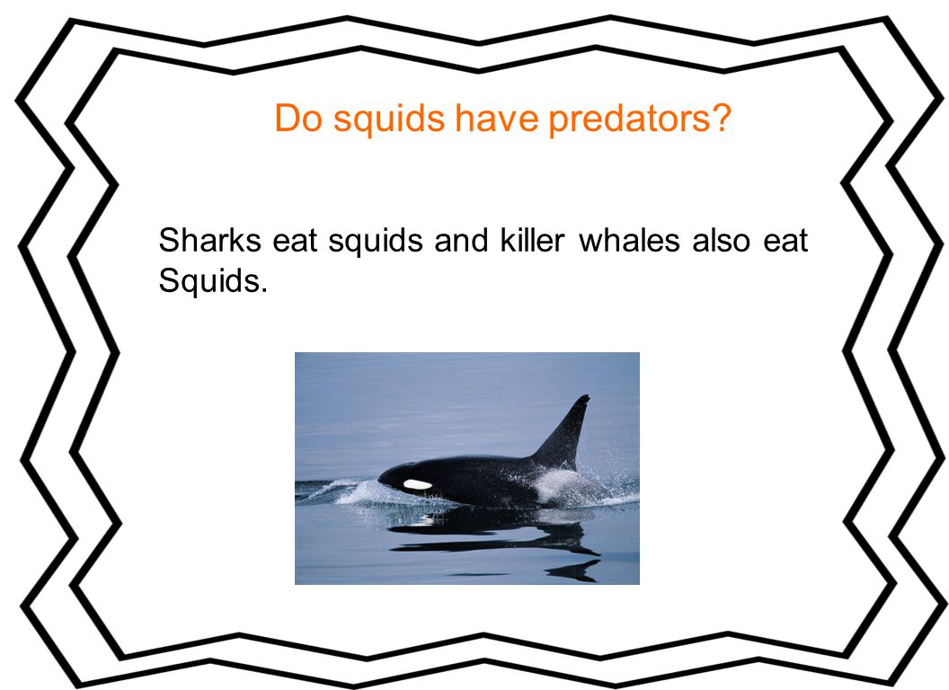 Do squids have predators Sharks eat squids and killer whales also eat Squids.