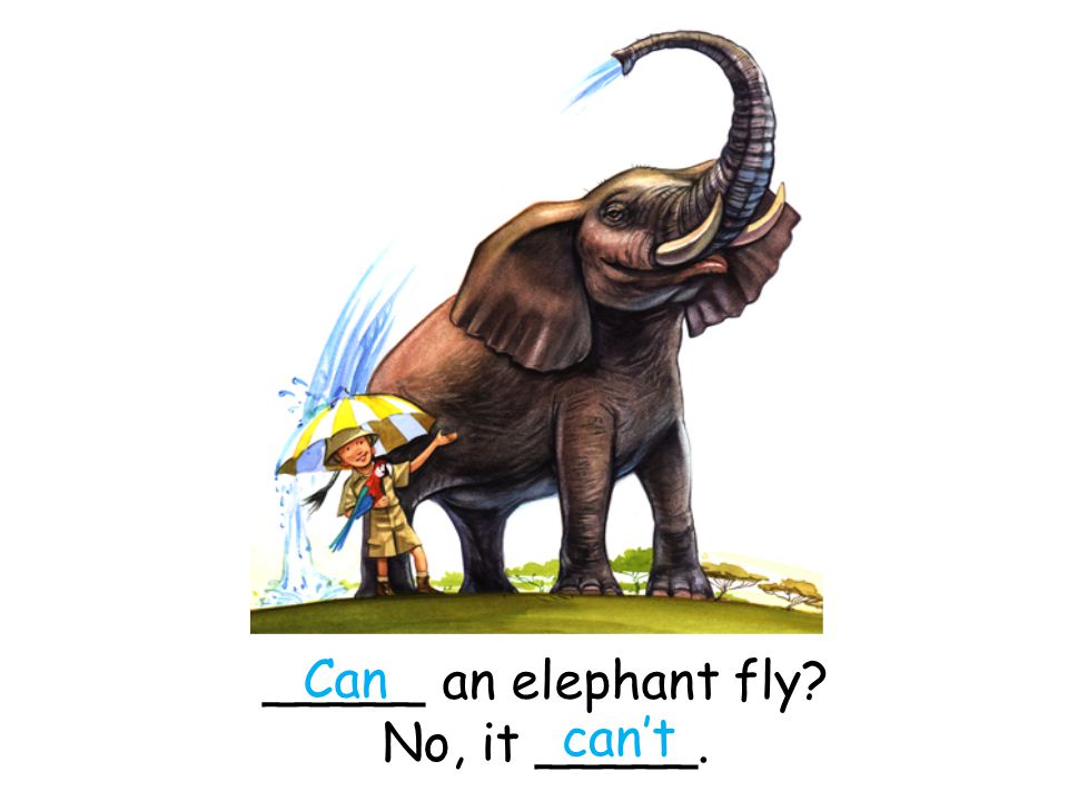 _____ an elephant fly No, it _____. Can can’t