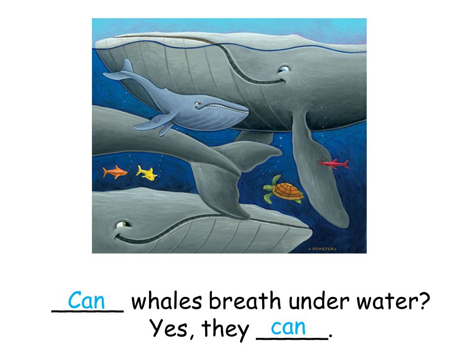 _____ whales breath under water Yes, they _____. Can can