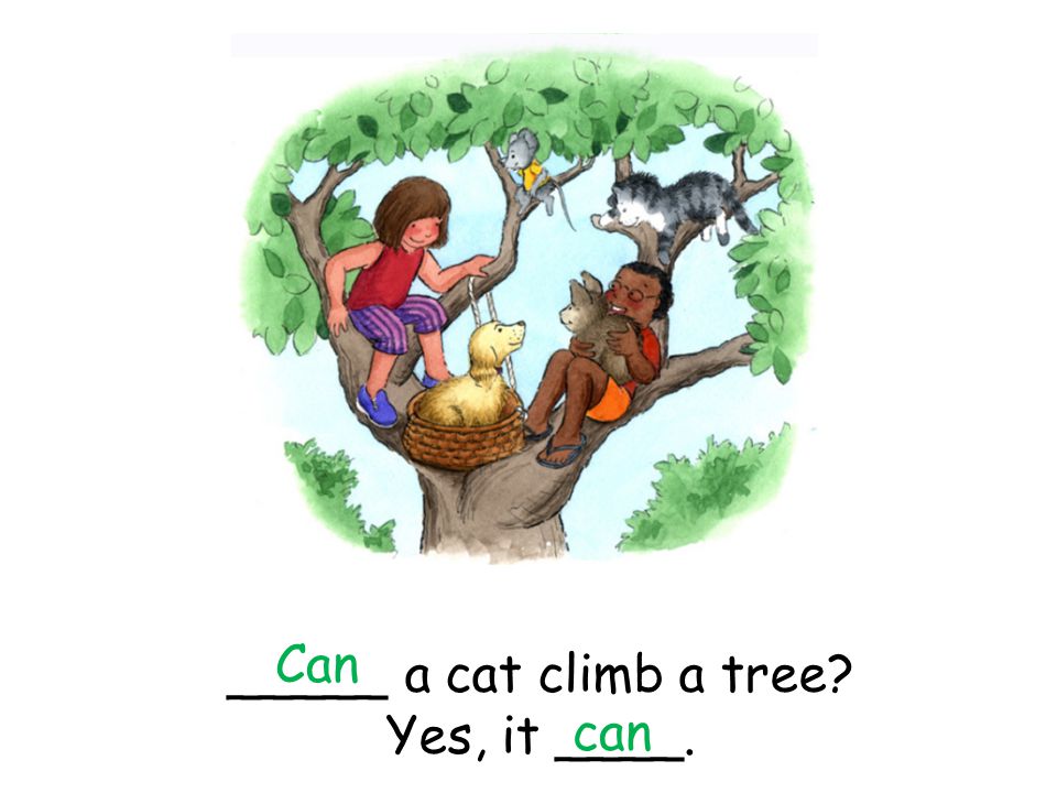 _____ a cat climb a tree Yes, it ____. Can can